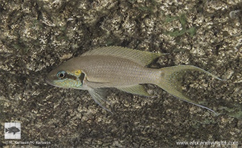 Neolamprologus brichardi 'Sangalawe Point'